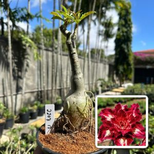 2207 17 Rosa do Deserto Magenta star