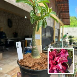 0107 89 Rosa do Deserto Samba