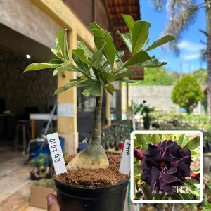 0107 93 Rosa do Deserto P180
