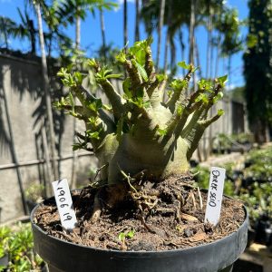 1906 19 Arabicum Darckseid - Adulta