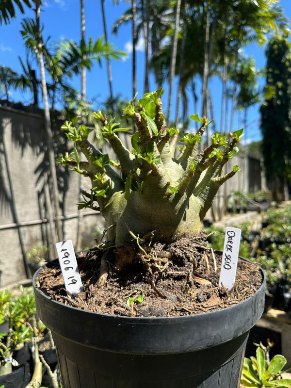 Arabicum Darckseid - Adulta