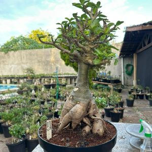 2606 01 Socotra Ragnarok Balãozinho
