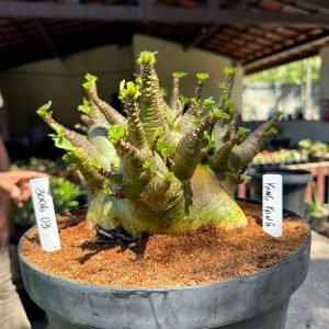 3006 03 Arabicum King Kong - Adulta