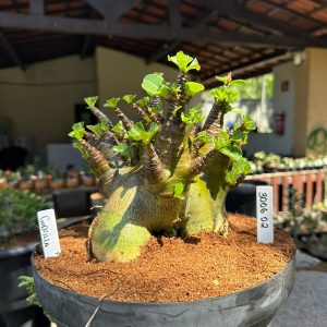3006 02 Arabicum Godzilla - Adulta
