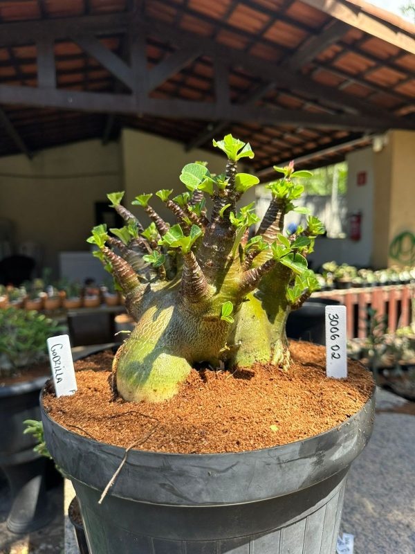 Arabicum Godzilla - Adulta
