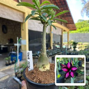 0107 12 Rosa do Deserto Black Cherry