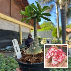 0107 10 Rosa do Deserto Cake Tower