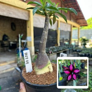 0107 04 Rosa do Deserto Black Cherry