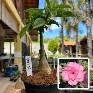 0107 99 Rosa do Deserto Pathumma
