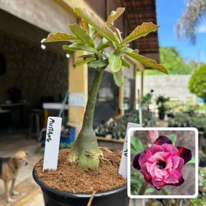 0107 90 Rosa do Deserto Mustang