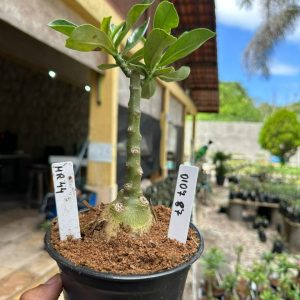 0107 87 Rosa do Deserto Mr 44