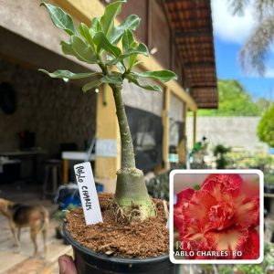0107 85 Rosa do Deserto Pablo Charles