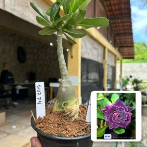 0107 74 Rosa do Deserto Mr 44