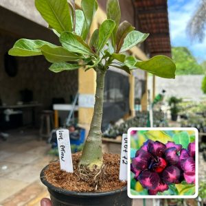 0107 72 Rosa do Deserto Love Potion