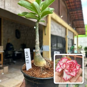 0107 67 Rosa do Deserto Cake Tower