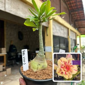 0107 65 Rosa do Deserto Triple Wish 3