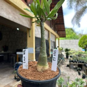 0107 62 Rosa do Deserto Triple Wish 3
