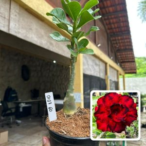 0107 60 Rosa do Deserto Amor de Mãe