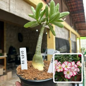 0107 58 Rosa do Deserto Carpe Diem