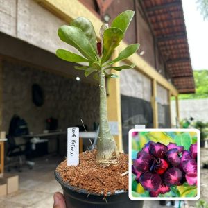 0107 56 Rosa do Deserto Love Potion