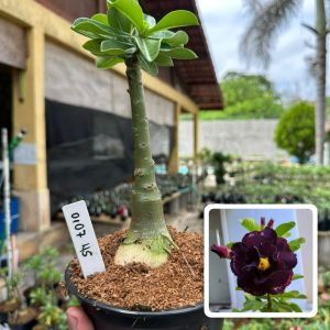 0107 45 Rosa do Deserto Blue Label