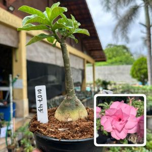 0107 43 Rosa do Deserto Pathumma