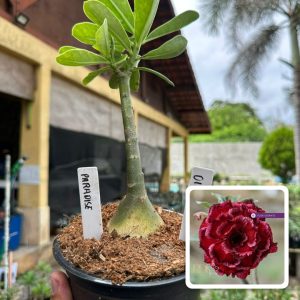 0107 42 Rosa do Deserto Paradise