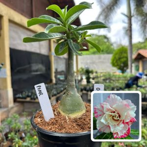 0107 40 Rosa do Deserto Pearl