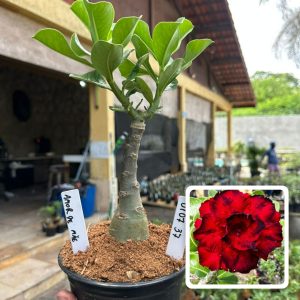 0107 37 Rosa do Deserto Amor de Mãe