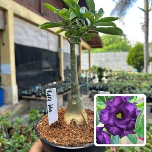 0107 29 Rosa do Deserto Purple Blue