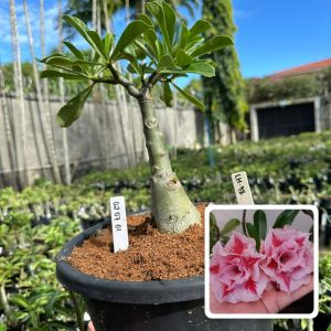 0207 01 Big Caudex Lm 98 ( Leilão )