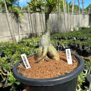 0207 11 Big Caudex Nebulosa ( Leilão )