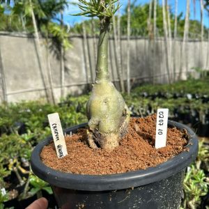 0207 10 Big Caudex Crispum White ( Leilão )