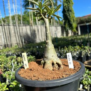 0207 17 Big Caudex Orange Elf ( Leilão )