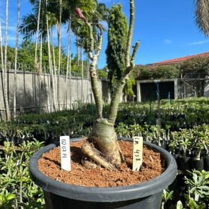 0207 14 Big Caudex Lm 458 ( Leilão )