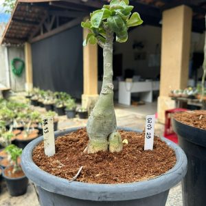 0207 23 Big Caudex Kr53 Cicera