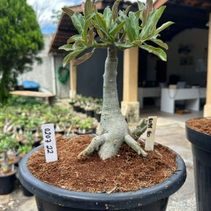 0207 22 Big Caudex Ruby ro