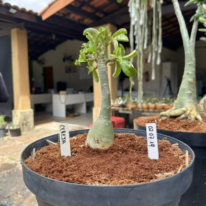 0207 19 Big Caudex Cereja