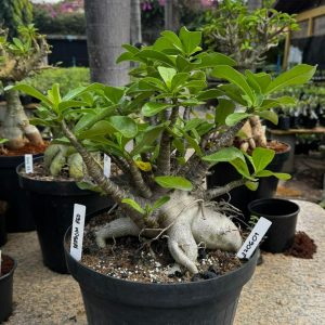 1607 01 Arabicum Arabicum Rdf - Adulta