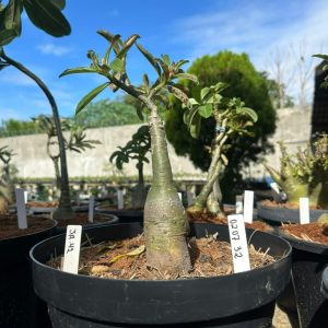 0207 32 Big Caudex Ja 42
