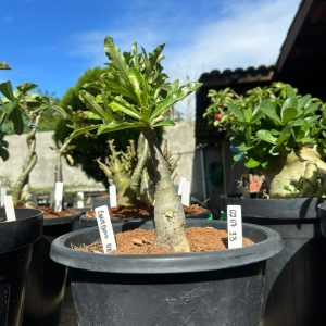 0207 33 Big Caudex Canadian Flash