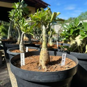 0207 34 Big Caudex Chibi Maruko