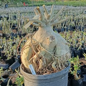 0207 07 Socotra Picachu