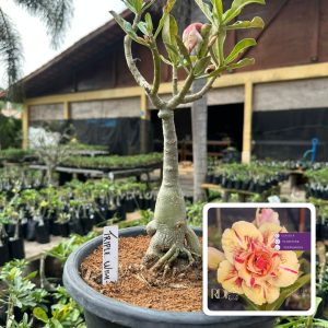 0207 38 Big Caudex Triple Wish 3 ( Leilão )