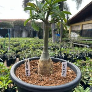 0207 43 Big Caudex Bloody Ruby ( Leilão )