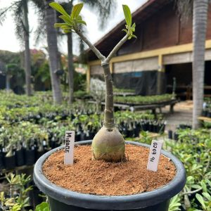 0207 41 Big Caudex Miracle ( Leilão )