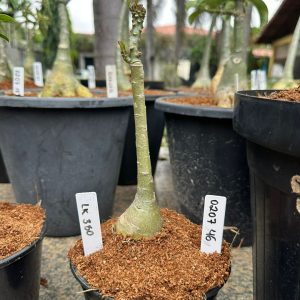 0207 46 Big Caudex Lk350