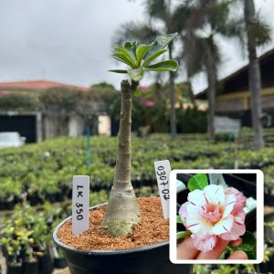 0307 02 Rosa do Deserto Lk350