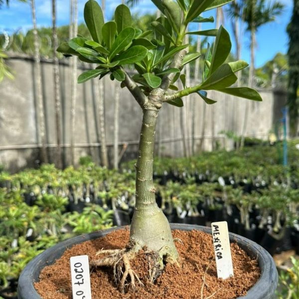 Baobá Baby Meixirica ( Leilão)