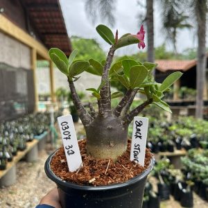 0307 32 Arabicum Black Stone F3